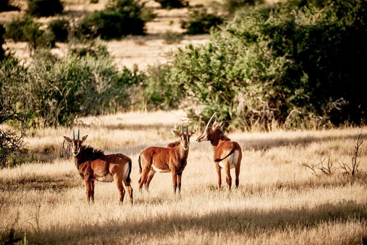 Glen Harry Game Reserve Graaff Reinet Exterior photo